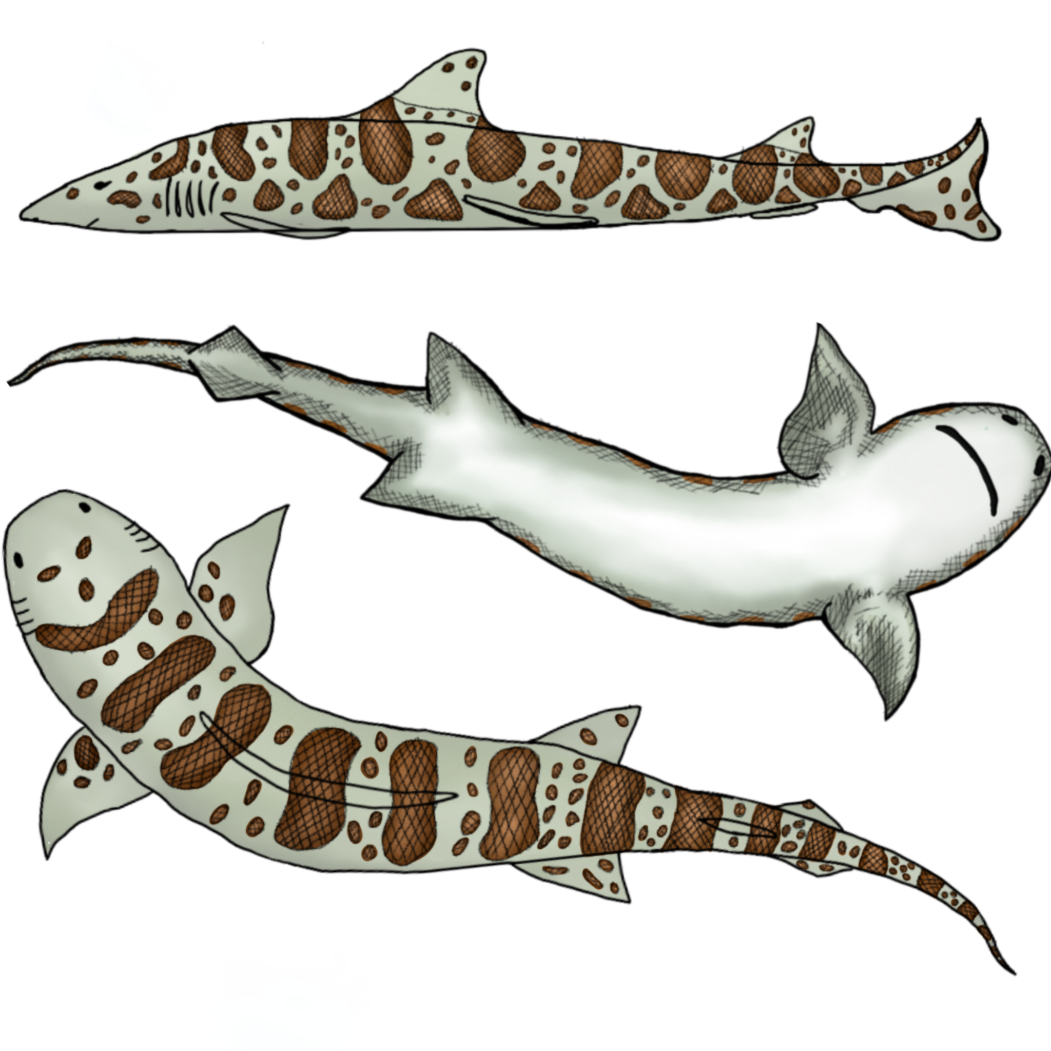 Drawing of a leopard shark from multiple perspectives one shows it from the top one is from the side and the last one is from the bottom. The shark has a light brown coloration and dark brown stripes and dots on the top and sides of it but its bottom is white